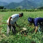 Acre vai na contramão do norte e registra alta na estimativa agrícola do IBGE