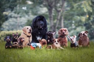 saiba-quais-as-7-racas-de-cachorro-mais-independentes