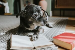como-os-caes-enxergam-as-cores?-descubra-como-seu-pet-ve-o-mundo