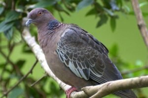gripe-aviaria:-estacoes-do-metro-e-escolas-pedem-inspecao-sanitaria