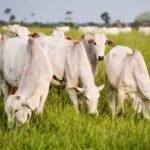 Estado do Acre tem um dos menores preços da vaca gorda no país