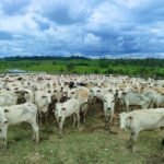 BOI GORDOArroba segue pressionada no Acre e limita rentabilidade do pecuarista