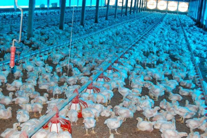 A forte enxurrada registrada no dia último dia 27 de janeiro deixou um rastro de prejuízos em aviários de Brasiléia, especialmente em dois ramais