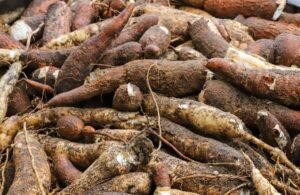 A mandioca foi, disparada, o produto mais cultivado no Acre em 2025. Sozinha, a raiz somou 494.311 toneladas, segundo o IBGE.