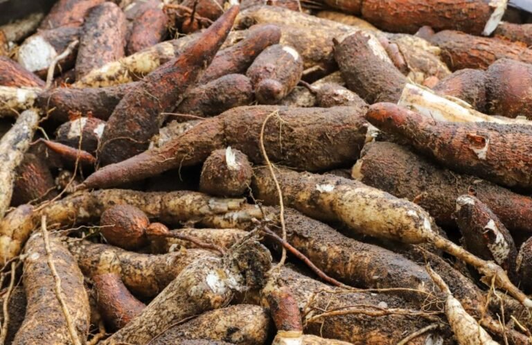 A mandioca foi, disparada, o produto mais cultivado no Acre em 2025. Sozinha, a raiz somou 494.311 toneladas, segundo o IBGE.