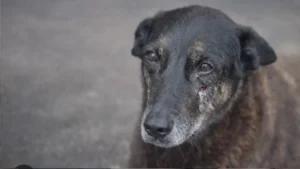 Imagem do Cão Orelha