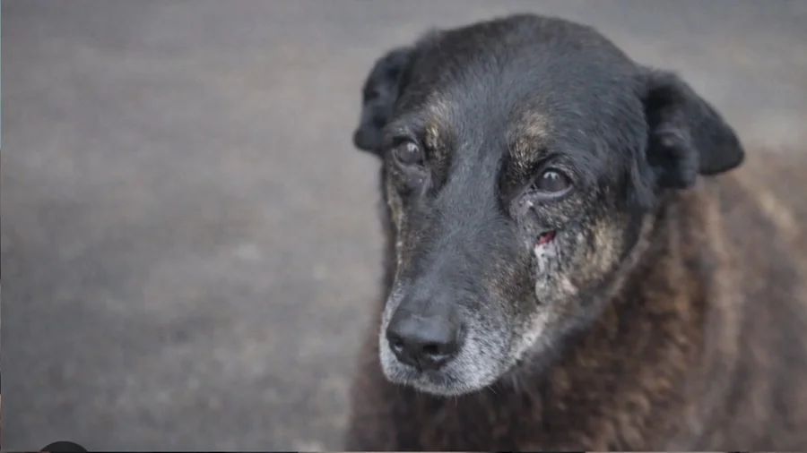 Imagem do Cão Orelha