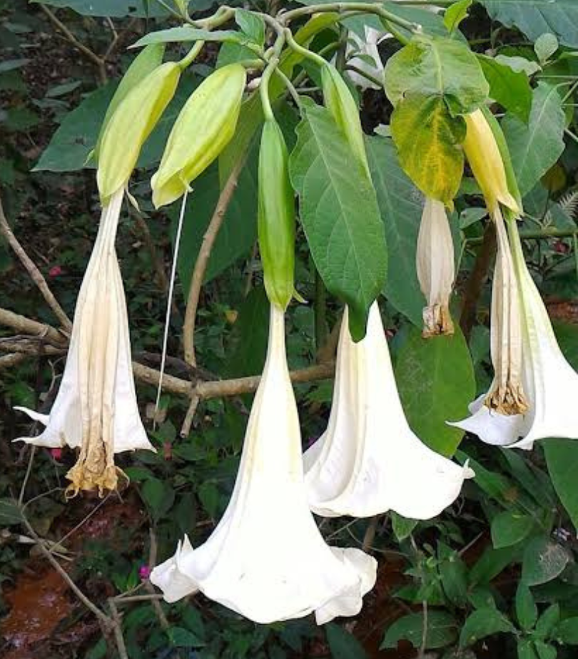 Segundo familiares, ele já havia consumido anteriormente o fruto da planta trombeta-de-anjo sem apresentar reação