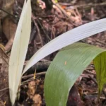 DESCOBERTAPalmeira “albina” não documentada é encontrada no Acre