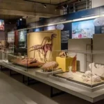 VEJAExposição de fósseis reabre ao público e explora a pré-história do Acre