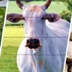 CONFIRAFórum Empresarial do Acre e Sebrae lançam estudo de comércio