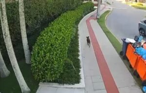 Imagens do Cão orelha caminhando