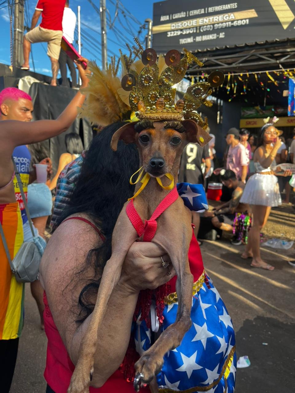 Fantasiada de Mulher-Maravilha, cadelinha vira sensação