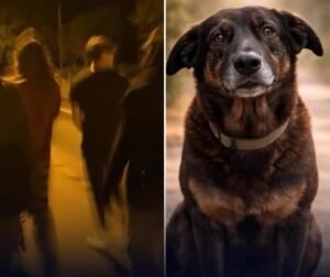 Polícia aponta adolescentes como autores da morte do cão comunitário Orelha