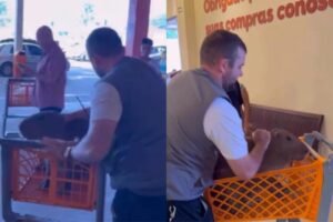 Capivara foi retirada de dentro de supermercado