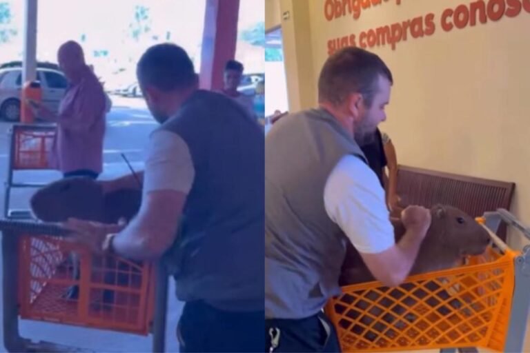 Capivara foi retirada de dentro de supermercado