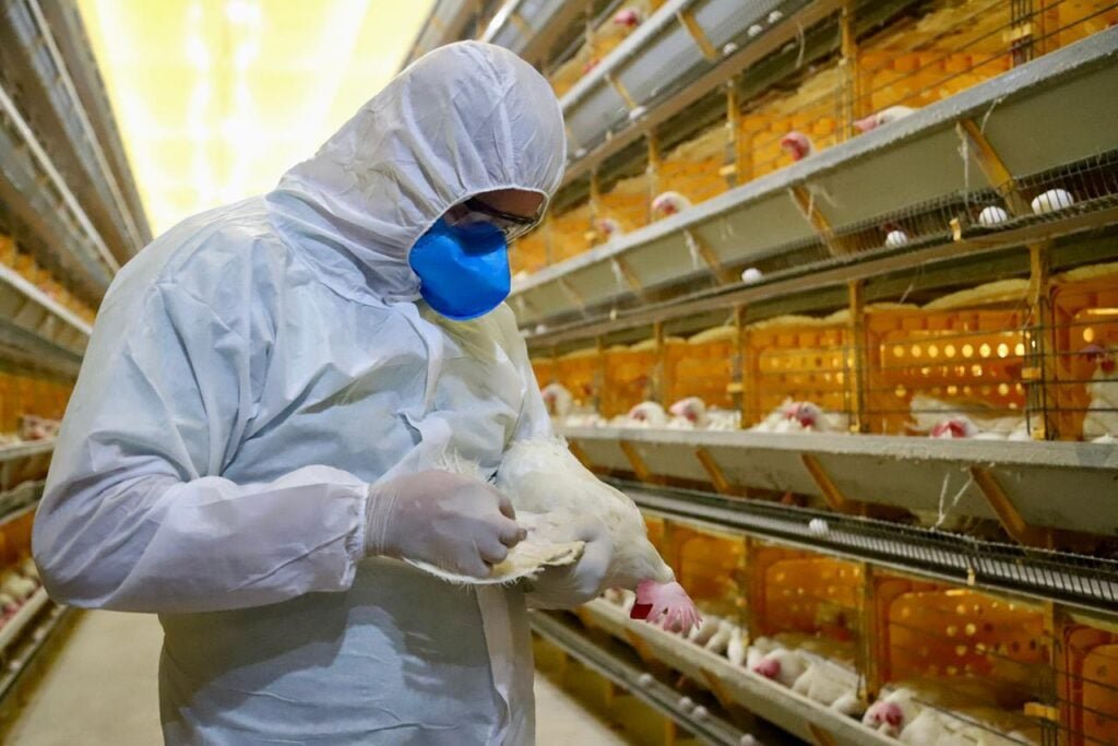 Coleta estruturada (11 aves + sangue + swabs) permite a rápida detecção do vírus