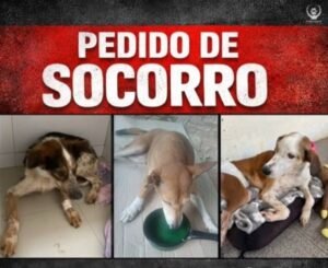 ONG Patinha Carente faz pedido de socorro para manter animais resgatados em tratamento