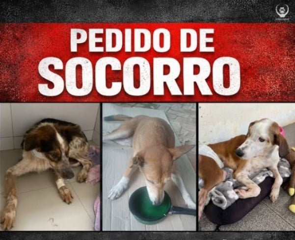 ONG Patinha Carente faz pedido de socorro para manter animais resgatados em tratamento