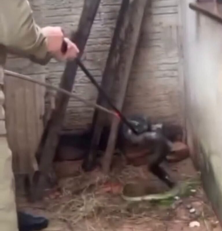 Sucuri de mais de 2 metros é capturada pelos bombeiros em quintal de residência