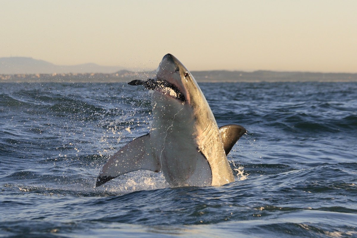 Ícone de sino para notificações