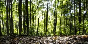 producao-florestal-do-pais-cresce-16,7%-e-chega-a-r$-44,3-bi-em-2024