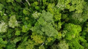 Acre supera meta de redução do desmatamento e registra queda de 43% no ano florestal