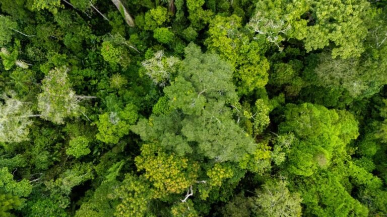 Acre supera meta de redução do desmatamento e registra queda de 43% no ano florestal