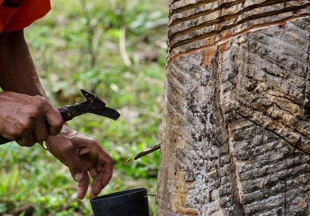 Acordo prevê mapeamento de áreas ocupadas por famílias tradicionais na Reserva Extrativista Chico Mendes
