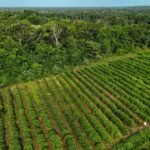 Com mais de 1 milhão de pés, produção de café avança no Acre