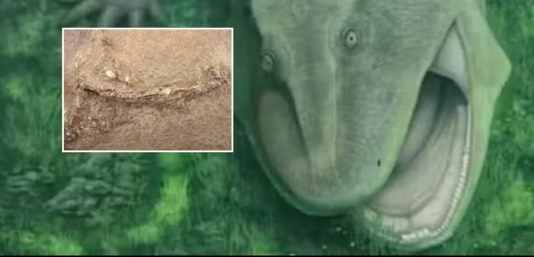 Fóssil raro encontrado no Nordeste revela animal pré-histórico apelidado de “ornitorrinco brasileiro”