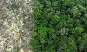 Acre registra menor índice de desmatamento na Amazônia Legal em fevereiro