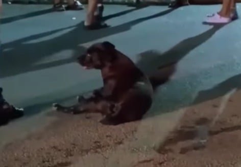 Cachorro cuidado pela comunidade morre atropelado