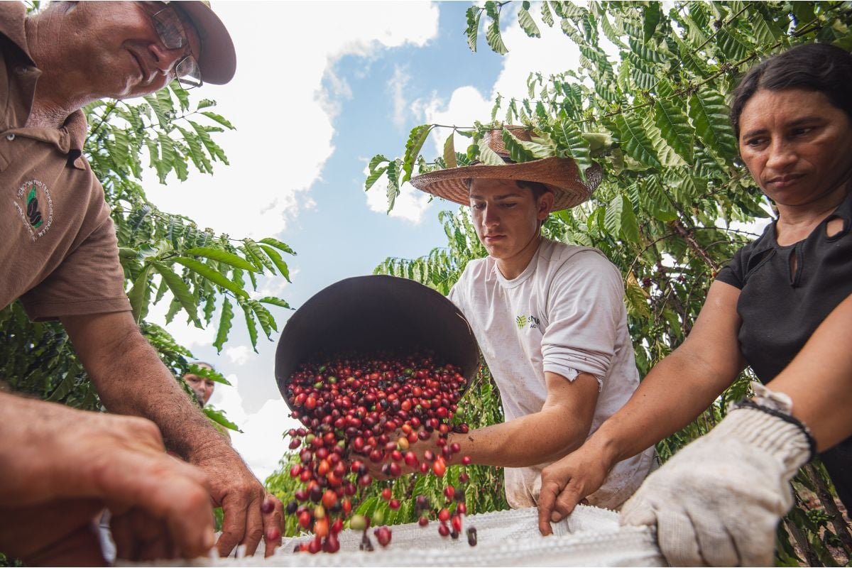 Café sustentável impulsiona renda de famílias