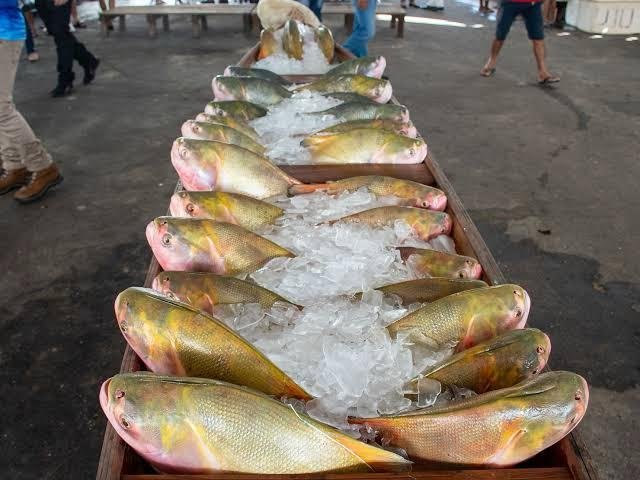 A Feira do Peixe e Agricultura Familiar será realizada em abril