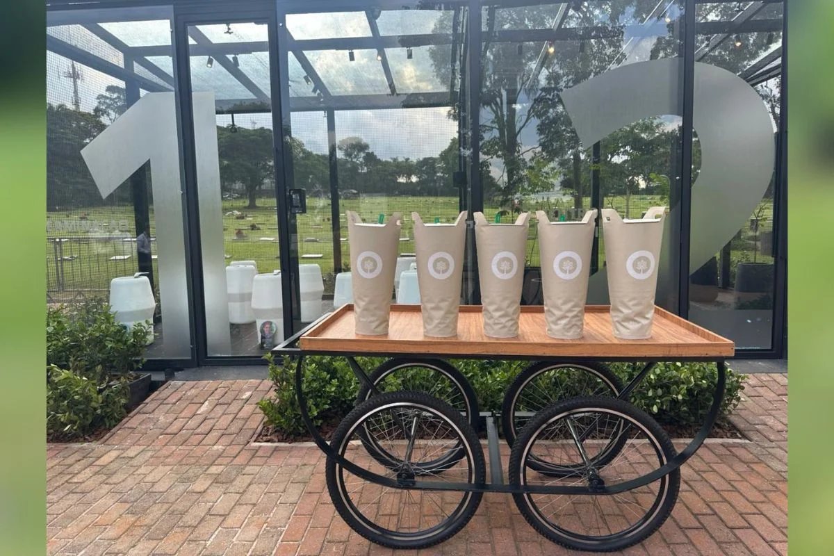 Cinzas de integrantes dos Mamonas Assassinas foram unidas a sementes de jacarandá Cinzas de integrantes dos Mamonas Assassinas foram unidas a sementes de jacarandá