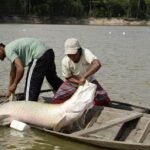 Ibama libera captura do pirarucu fora da Amazônia e decisão preocupa produtores