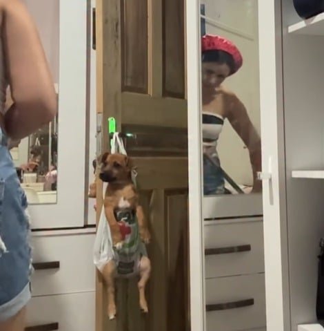 Blogueira acreana entra em trend com cachorro durante faxina