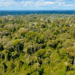 VEJASTF barra privatização de florestas públicas no Acre e invalida leis ambientais estaduais