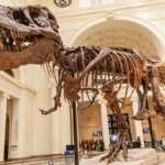 Cientistas conseguem ver vasos sanguíneos de um T.rex