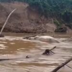 CRIME AMBIENTALAnimais mortos são jogados em rio e moradores temem pela saúde