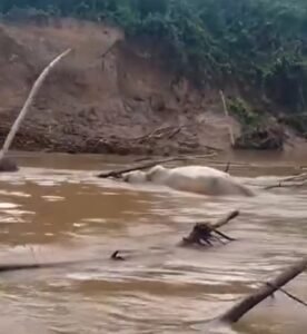 Animais mortos são jogados em rio e moradores temem pela saúde