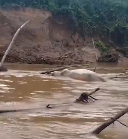Animais mortos são jogados em rio e moradores temem pela saúde