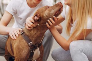 Lei define guarda de pets em caso de separação; veja o que muda