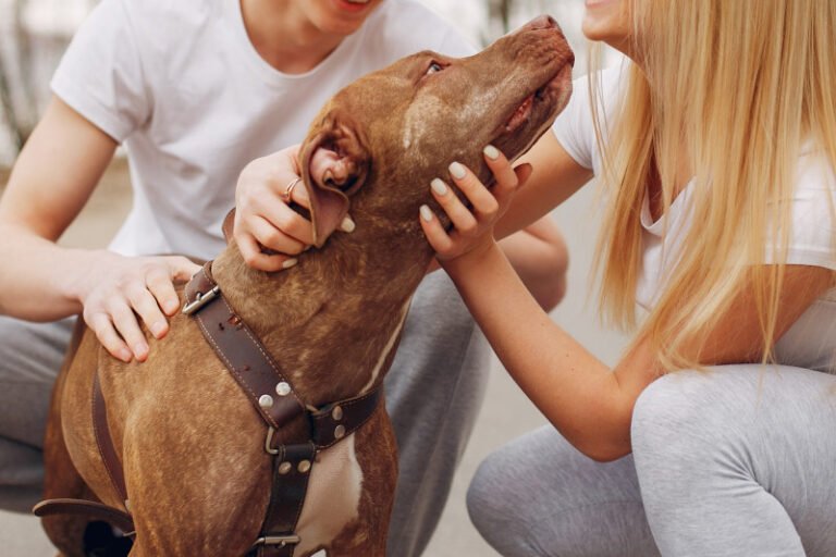 Lei define guarda de pets em caso de separação; veja o que muda