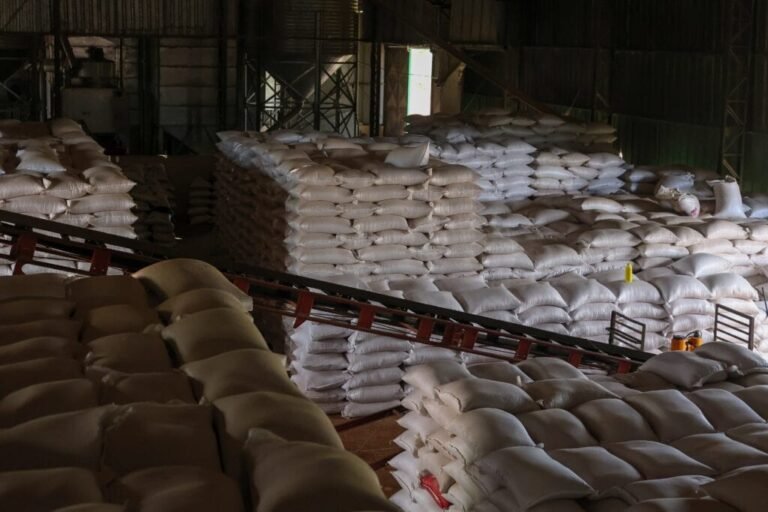Produção de milho dispara no Acre e armazens operam na capacidade máxima