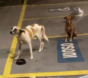 ONG faz apelo para adoção de cães resgatados em Rio Branco