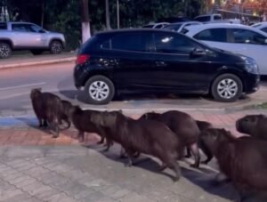 “Muito educadas”: capivaras atravessam a rua de ‘forma organizada’ no Acre