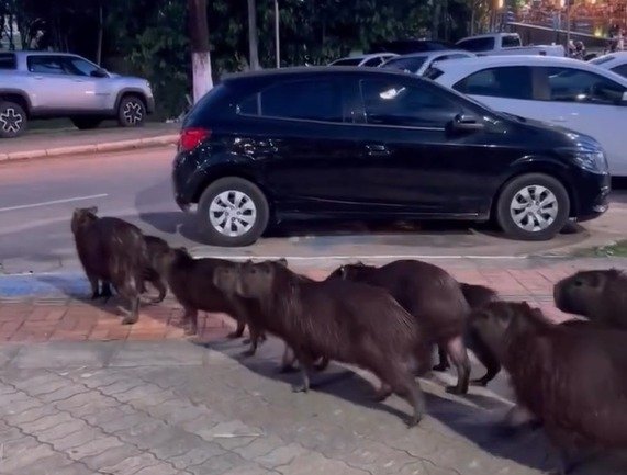 “Muito educadas”: capivaras atravessam a rua de ‘forma organizada’ no Acre