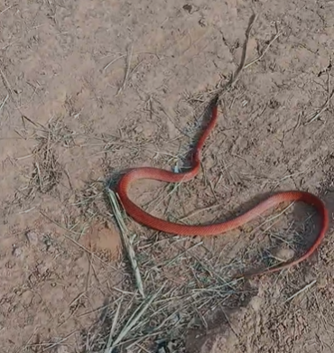 Possível cobra rara é flagrada por moradores na zona rural de Rio Branco